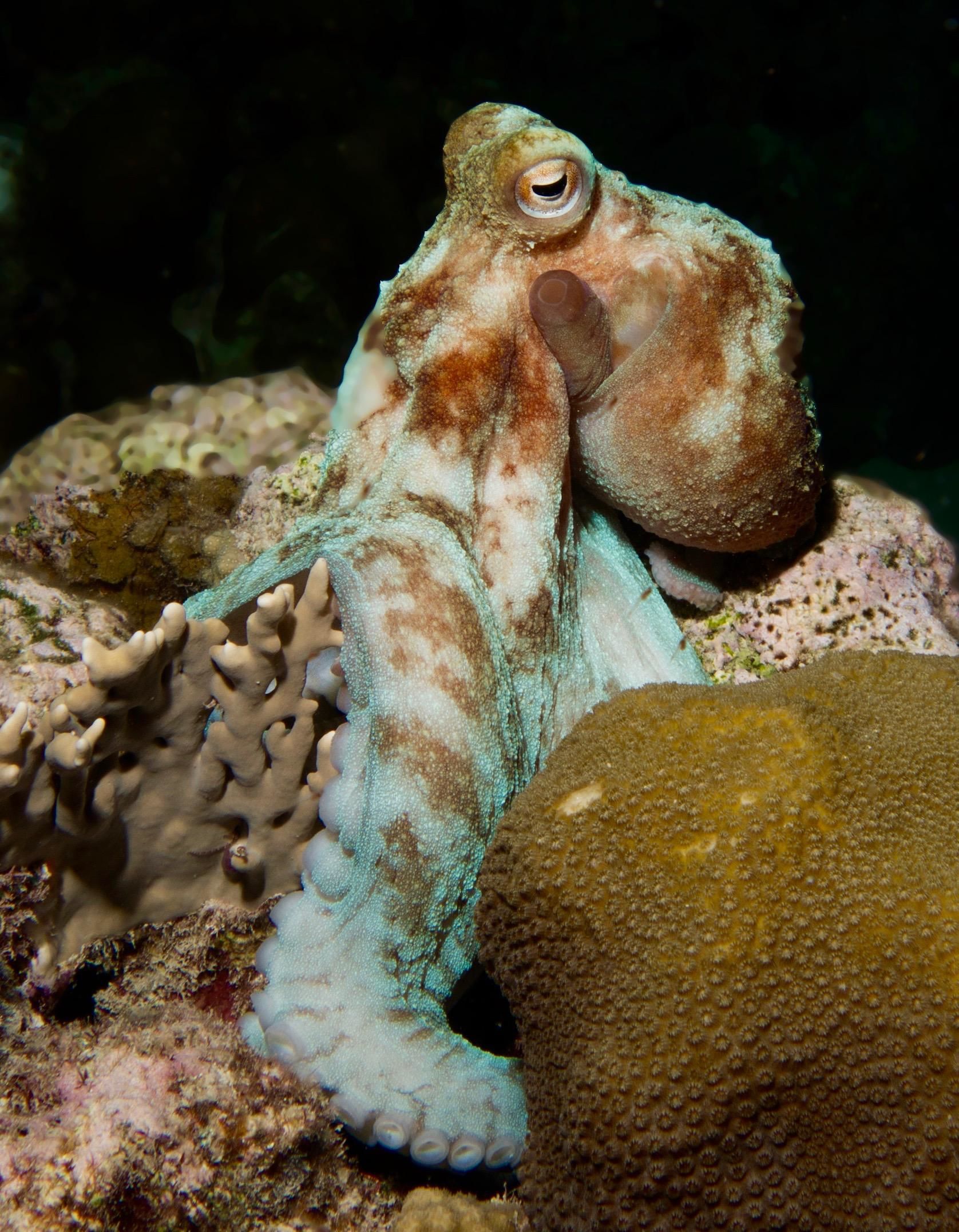 Find Octopuses during Night Dive in Cayman - Indigo Divers