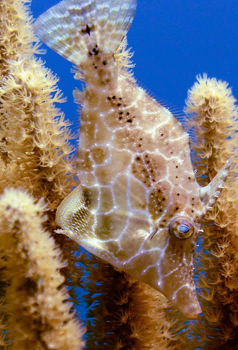 Indigo Divers Grand Cayman - Image 4