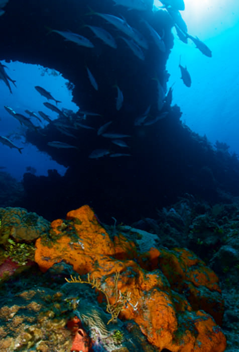 Indigo Divers Grand Cayman - Image 6