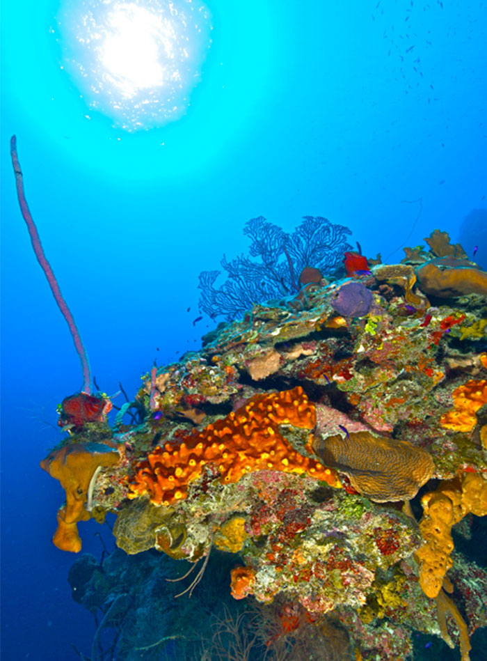 Grand Cayman dive sites Image 2 - Indigo Divers