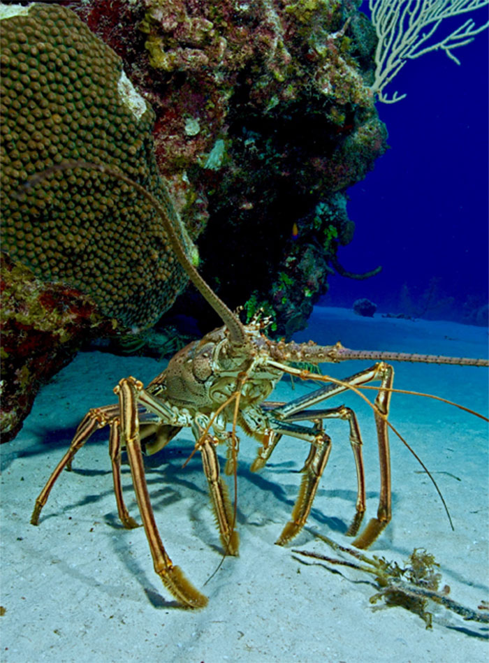 Grand Cayman dive sites Image 3 - Indigo Divers