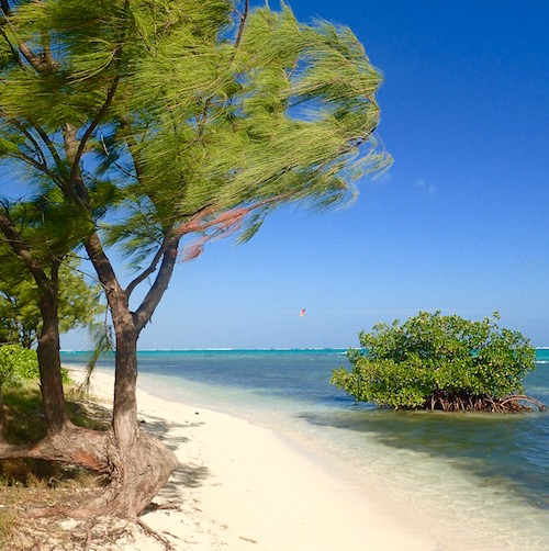 Indigo Divers Grand Cayman - Local Guide & Information Image 4