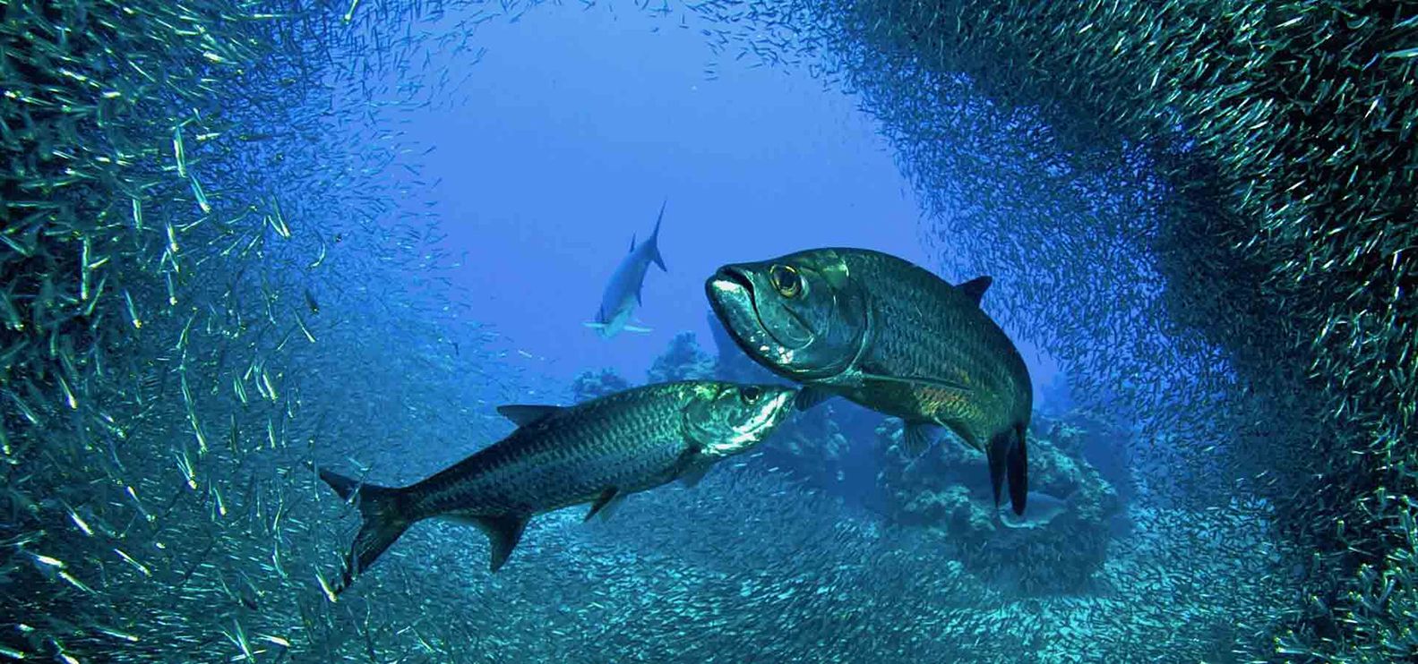 Tarpon & Silversides at Eden Rock, Devils Grotto