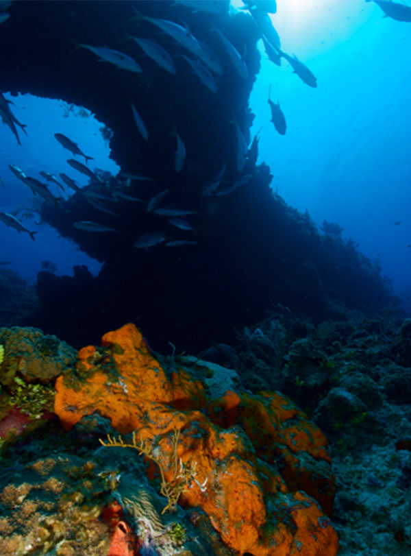 Grand Cayman dive sites Image 4 - Indigo Divers