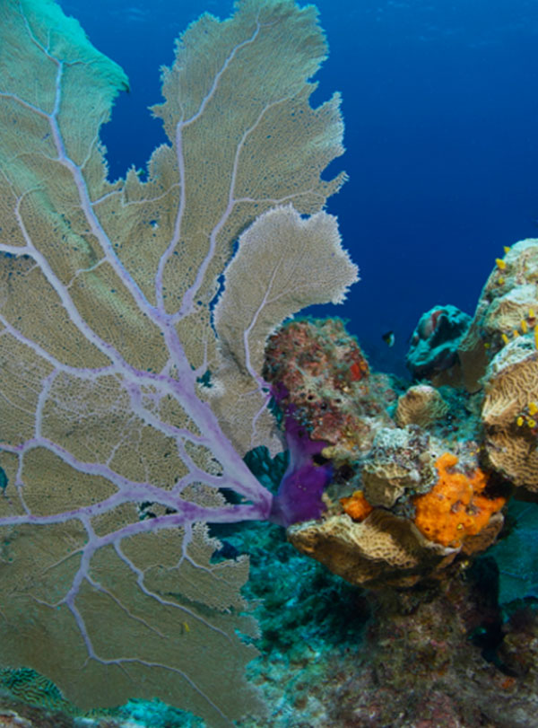 Grand Cayman dive sites Image 5 - Indigo Divers
