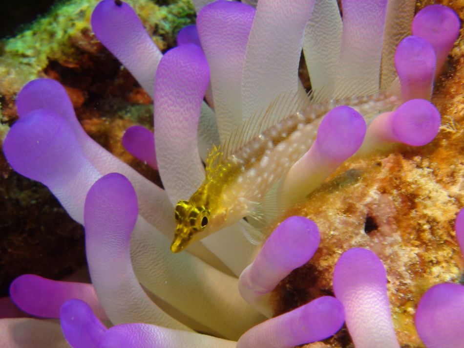 Diamond Blenny in Pink Tipped Anemone