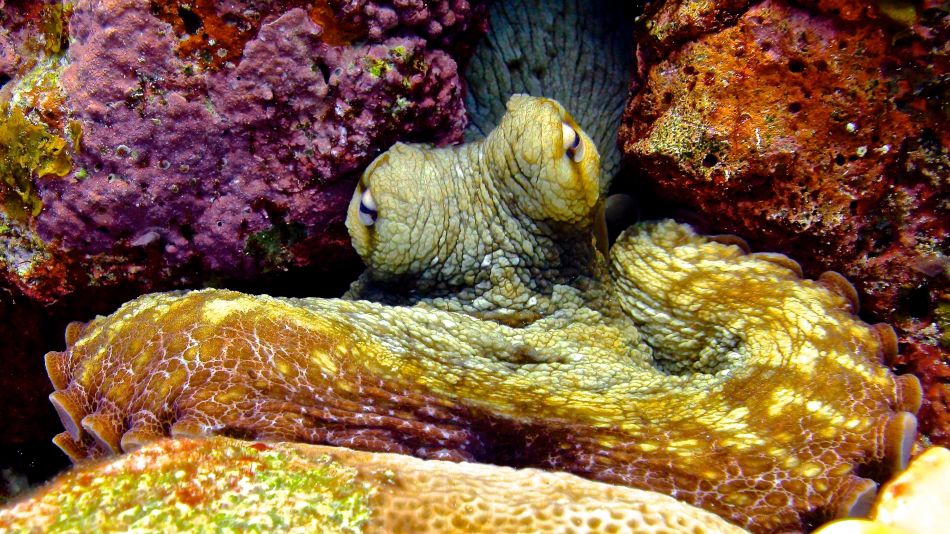 Caribbean Reef Octopus