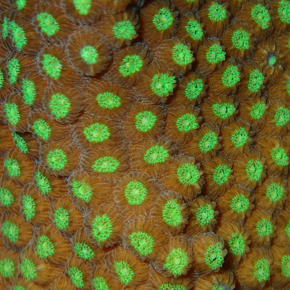 Great Star Coral (polyp detail).