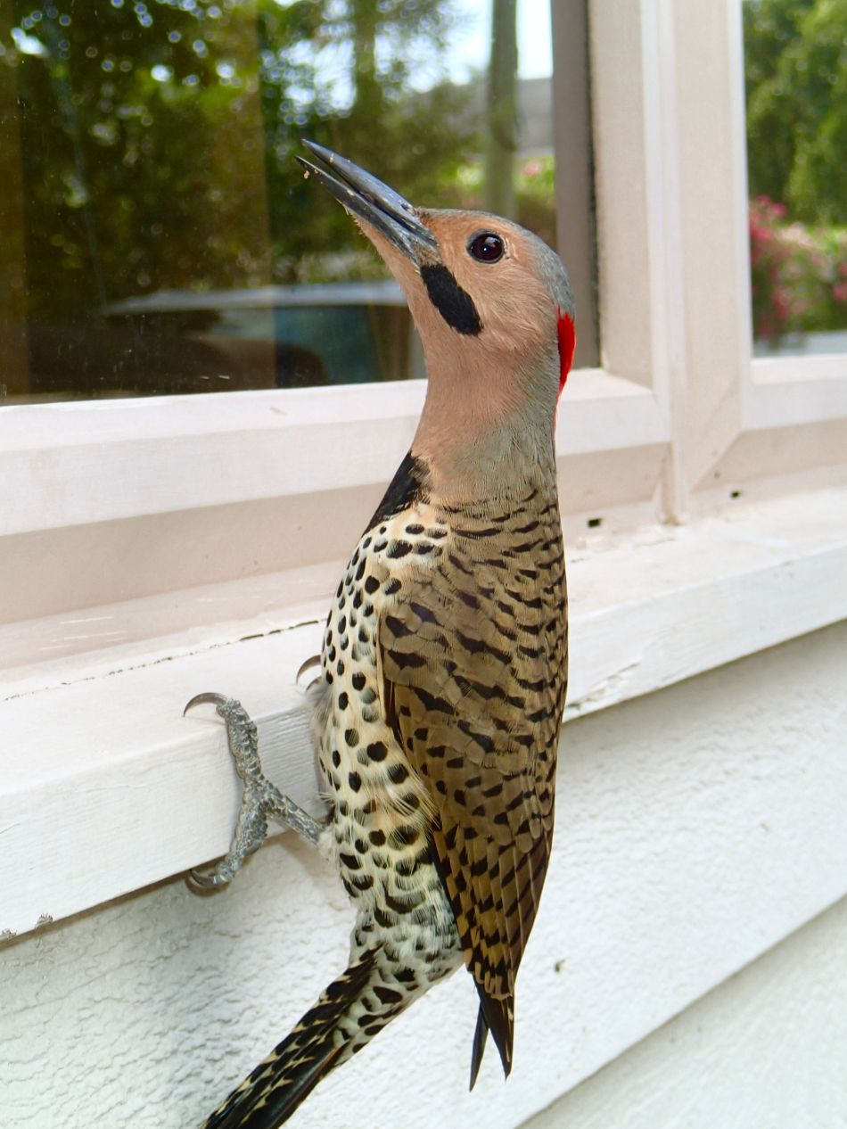 Cayman Woodpecker